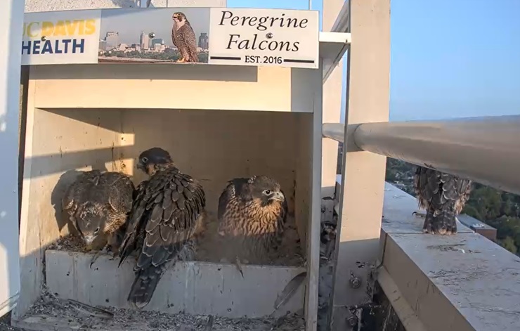 Three falcons look at fourth falcon standing on ledge