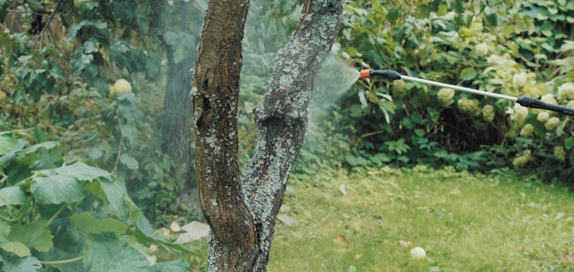 A tree with fungi on its bark is being sprayed by pesticides.