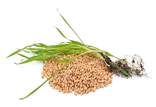 Green wheat leaves in a pile of grain isolated on a white background.