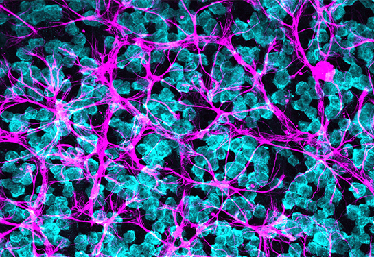 Ilustración microscópica de decenas de células madre pequeñas, circulares y ovaladas que están ligadas formando un tejido. 