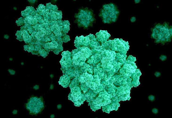 A close-up drawing of a norovirus cell