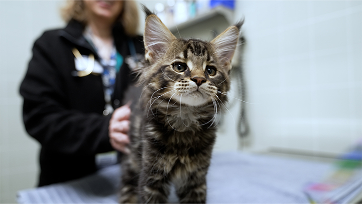 Viggo, a Maine Coone kitten, stands on an exam table at UC Davis Veterinary Teaching Hospital.