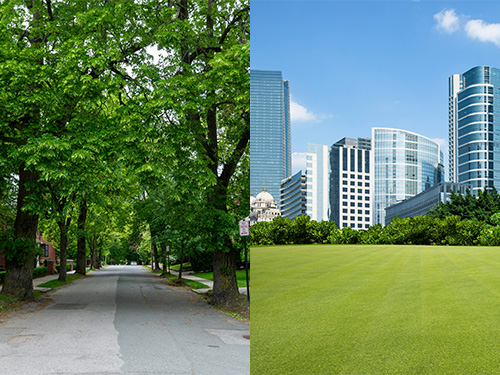 Two images: One shows mature trees along a street and the second shows a wide green lawn in front of high-rise buildings. 