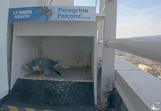 A peregrine falcon