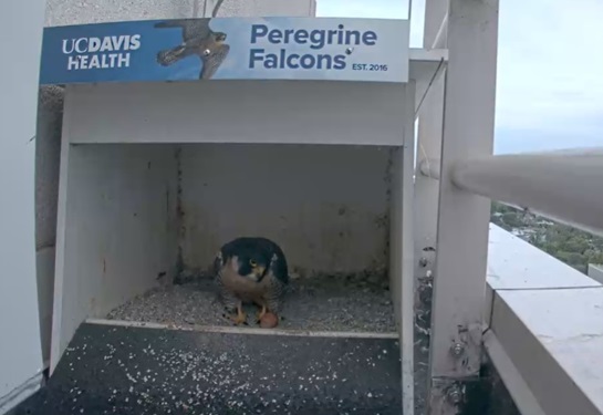 A mother falcon is in the hutch atop the medical center looking at one brown egg.