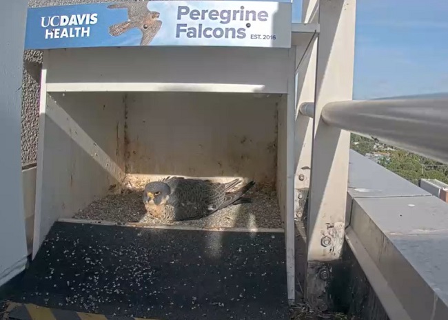 Mother falcon sits on eggs in the hutch atop the UC Davis medical center