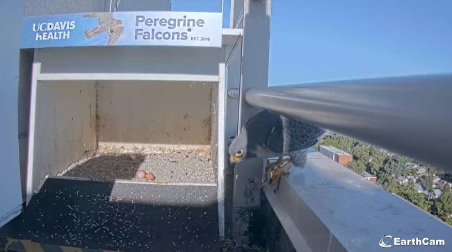 A peregrine falcon looks at two eggs in the nest atop the medical center.