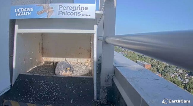 One of the falcons sits in the nest on the egg that hatched earlier in the week.