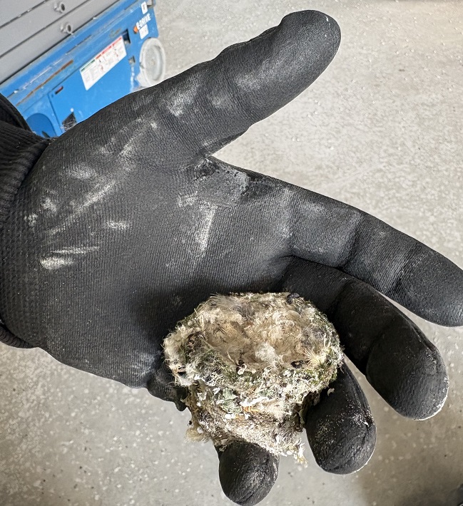 A gloved hand holds a small, delicate hummingbird nest made of spiderwebs and plant fibers after it was removed from the California Tower construction site.