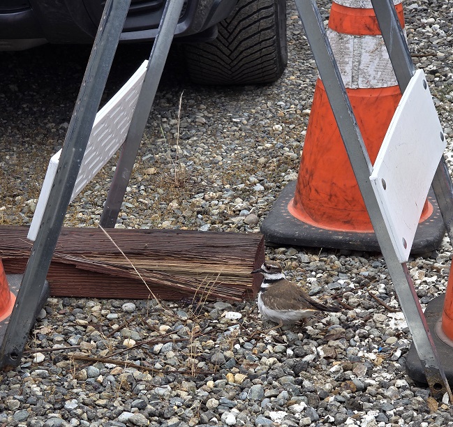 Killdeer sits on three eggs