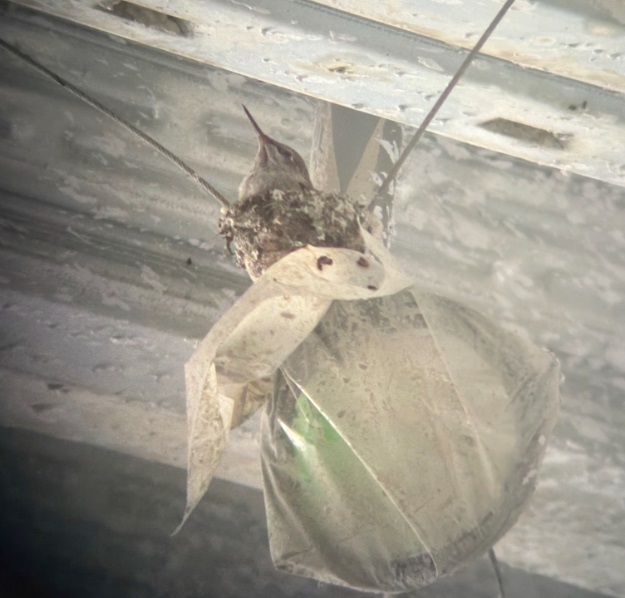 A hummingbird fledgling perches next to its nest inside the California Tower construction site, sheltered near a Ziplock bag during rainy weather.