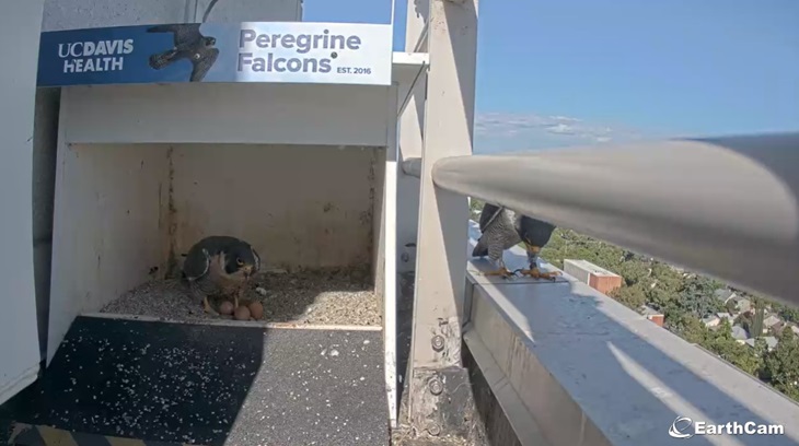 Mother falcon in nest with four eggs