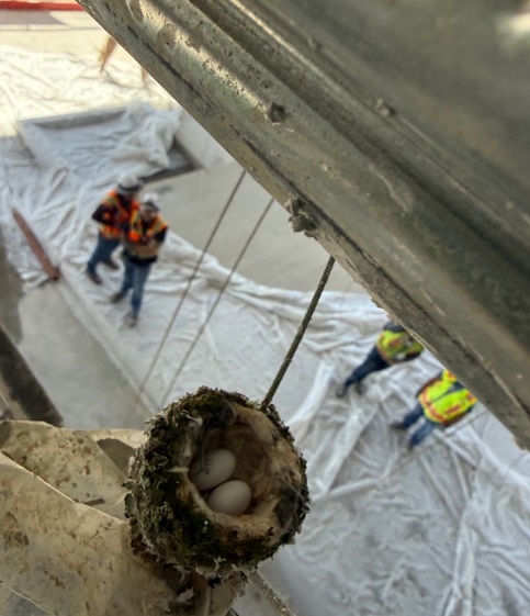Two small white hummingbird eggs shown inside a nest.