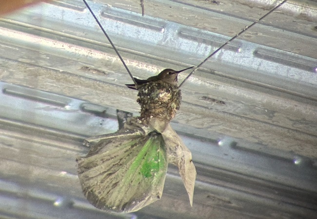 A hummingbird sits on top of a ziplock bag on her nest.
