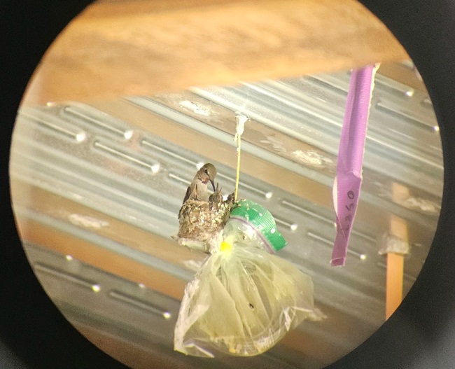 A hummingbird feeds two small hummingbirds on top of a Ziplock bag