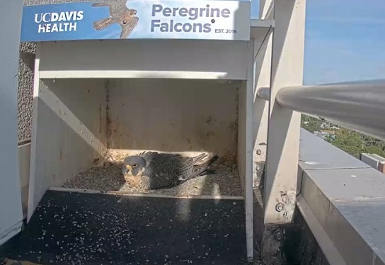 A peregrine falcon sits on four eggs in the hutch atop the UC Davis medical center