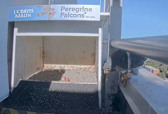 A peregrine falcon looks at two eggs in the nest
