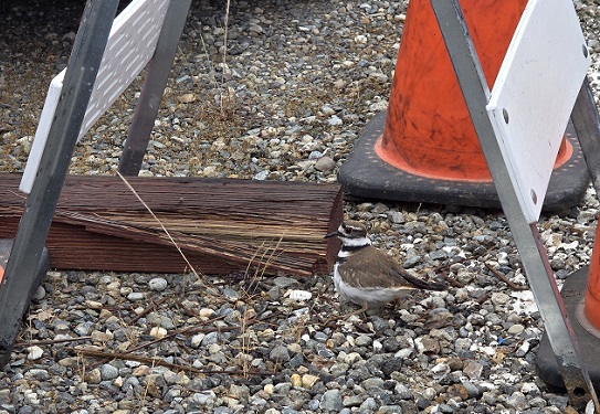 killdeer sits on three eggs