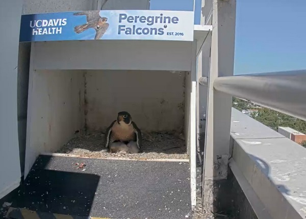 Adult peregrine falcon standing over three small chicks inside a nest box labeled &ldquo;UC Davis Health Peregrine Falcons,&rdquo; with the chicks visible beneath the adult bird on a building ledge.