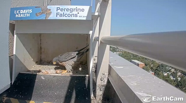 Adult peregrine falcon standing in a nest box with three newly hatched chicks clustered on the ground below signage reading &ldquo;UC Davis Health Peregrine Falcons.&rdquo;