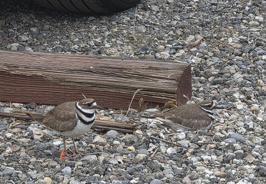 Two killdeer stand on a gravel surface near a wooden parking barrier and a vehicle tire, with one bird standing upright and the other crouched.