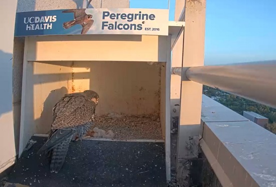 Adult peregrine falcon leaning toward small chicks and an egg inside a nest box mounted on a building ledge at UC Davis Health.