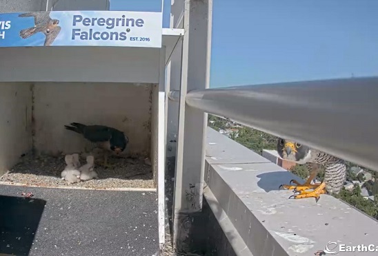 One peregrine falcon inside a nest box with three small chicks clustered on the ground while another adult falcon stands on a nearby ledge.