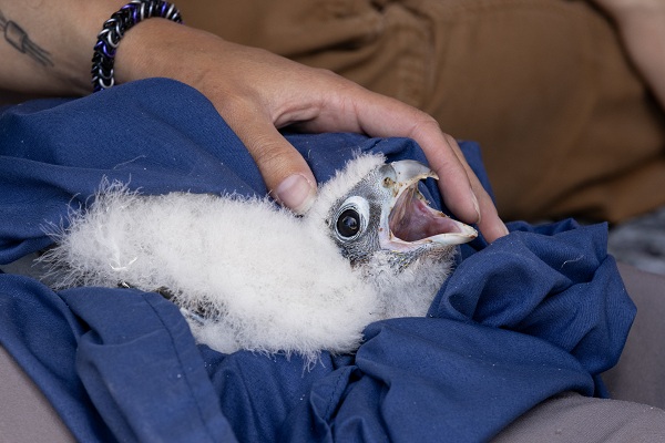Falcon chick covered in white down lying on a handler&rsquo;s lap with hands gently supporting it.