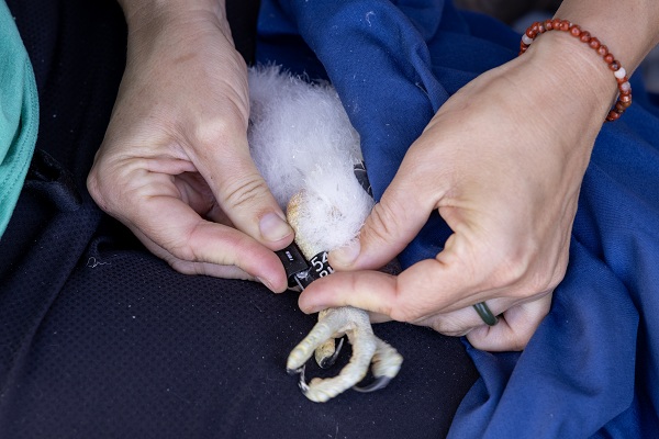 Close-up of falcon chick&rsquo;s leg with identification band attached.