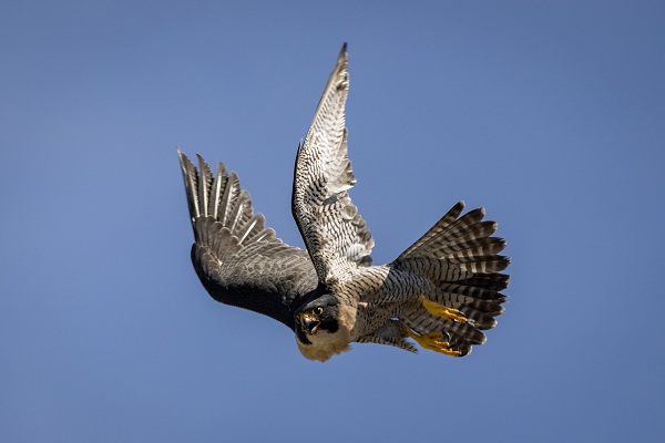Peregrine falcon flying toward camera with wings extended against a blue sky.