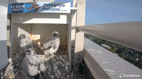 Three peregrine falcon chicks with white down stand together inside a nest box on a rooftop ledge.