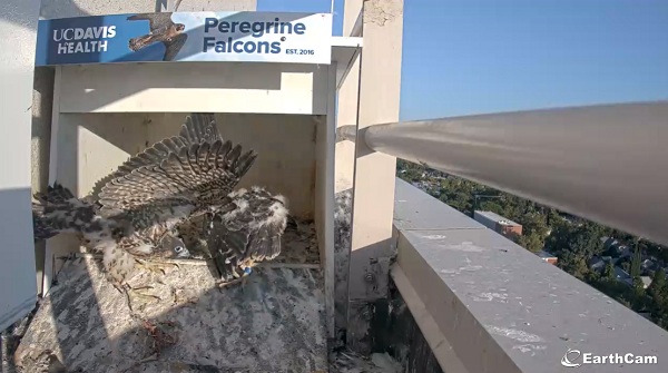Falcon chick flaps partially spread wings inside nest box while two other chicks stand nearby.