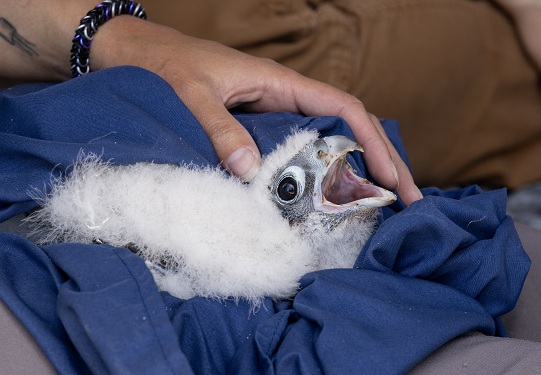 Falcon chick covered in white down lying on a handler’s lap with hands gently supporting it.