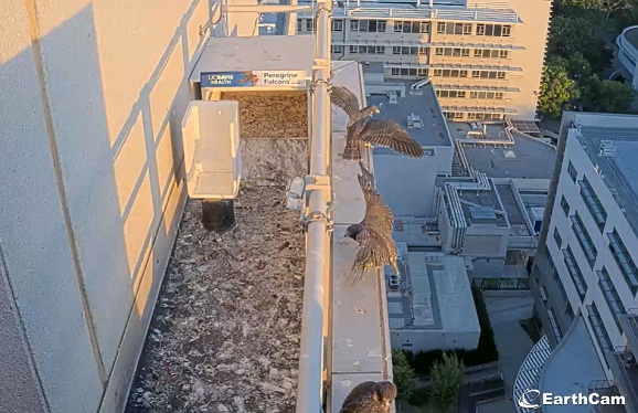 Three peregrine falcon chicks stand along a rooftop ledge in early morning light, with wings partially spread above a city view.