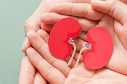 hands holding paper kidney