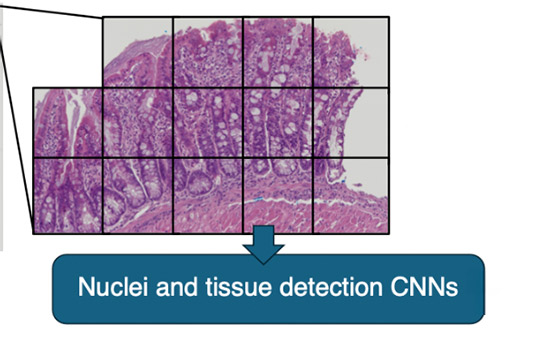 Microscope slide of cells