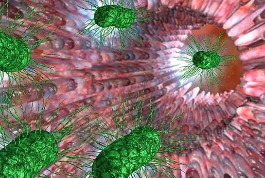 Graphic of bacteria in the small intestine