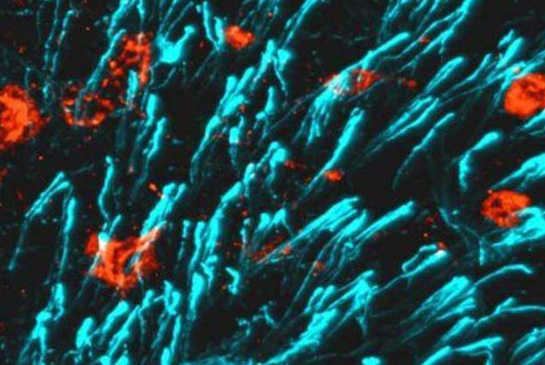 Magnification of molecules.