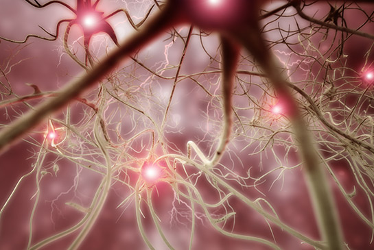 Illustration of nervous system.