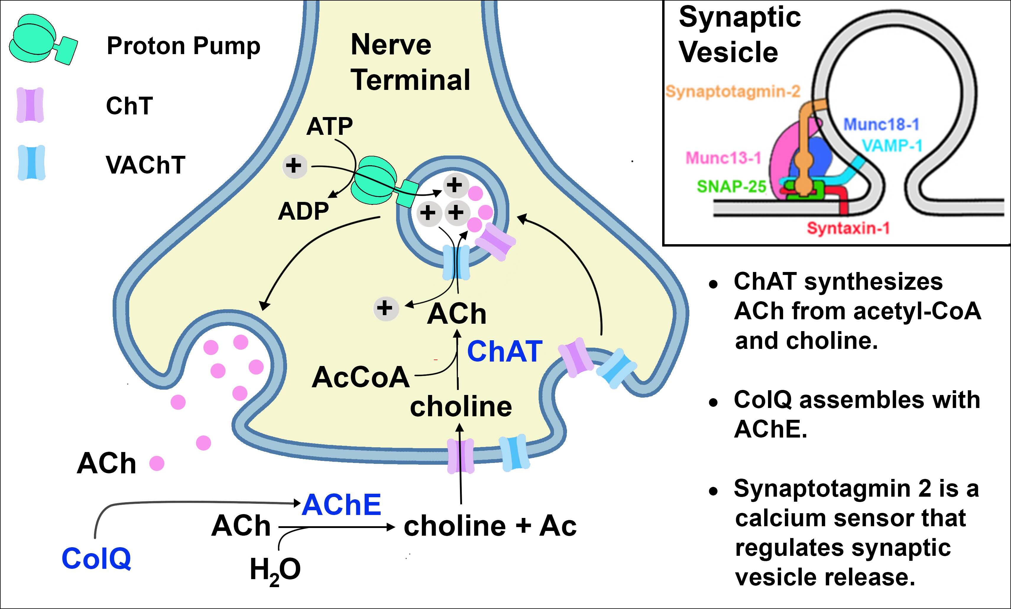 Sample model of research
