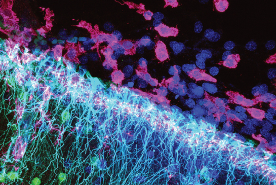 colorful closeup of neurons