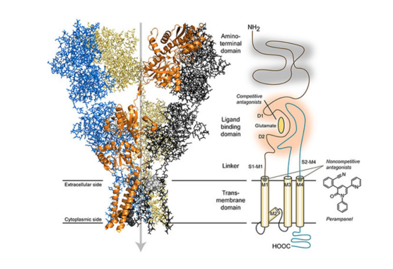 ion channels to study brain activity