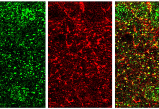 colorful cellular mechanisms