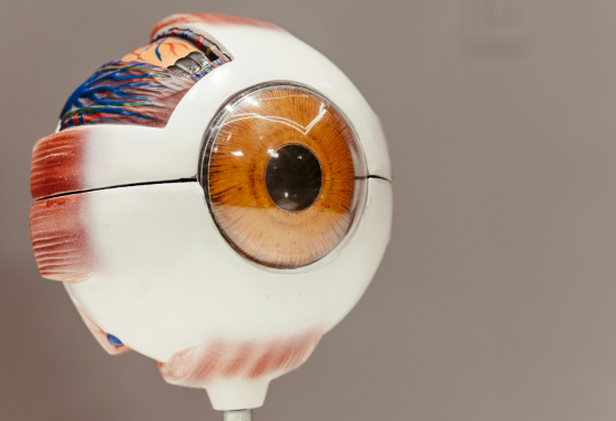 Eye model