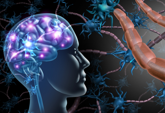 connection between nerves and muscles