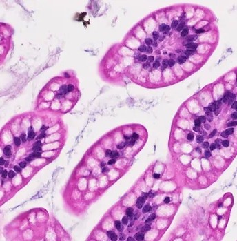 Peptides under microscope, purple cells magnified.