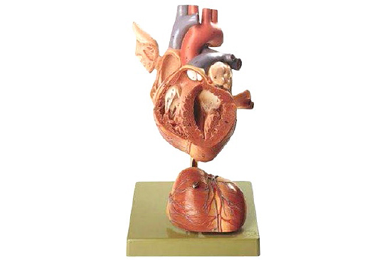 Classic Human Heart Model