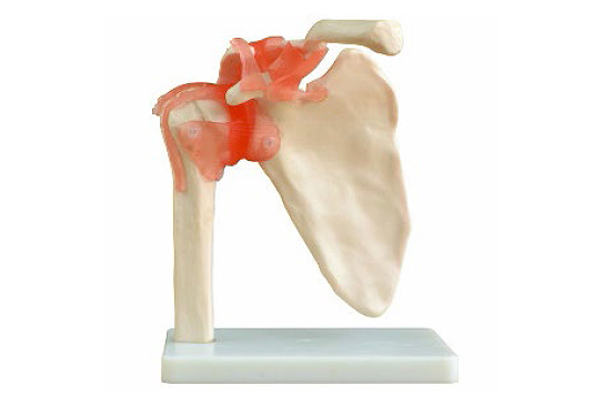 Deluxe Functional Human Shoulder Joint