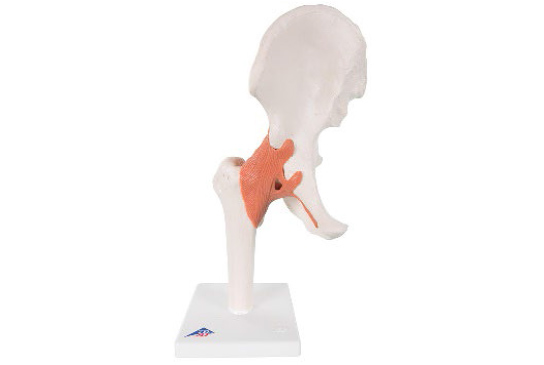 Functional Human Hip Joint Model