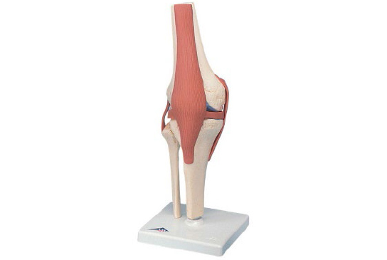 Functional Human Knee Joint
